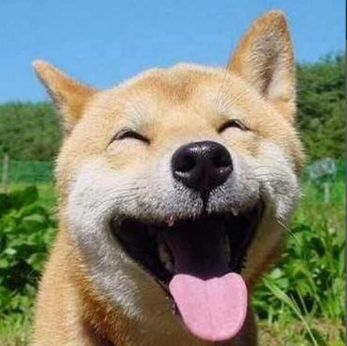 Dogee